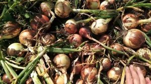 Лук из семян за один сезон. Новый для меня лук КЭНДИ.