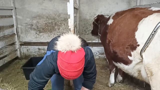 СКОЛЬКО МОЛОКА ДАЁТ ПЕРВОТЁЛКА?КАК РАЗДОИТЬ КОРОВУ ПОСЛЕ ОТЁЛА? смотреть онлайн