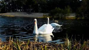 Лебеди осенью