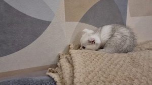 Первый день маленького котёнка в новом доме и первое его знакомство с нашим котиком, Ричардом !