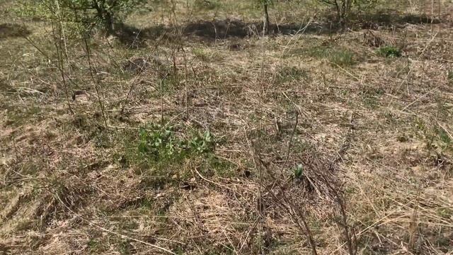 Коп с металлоискателем по усадьбе Курковского, наконец-то пошли монеты. search with a metal detecto смотреть онлайн