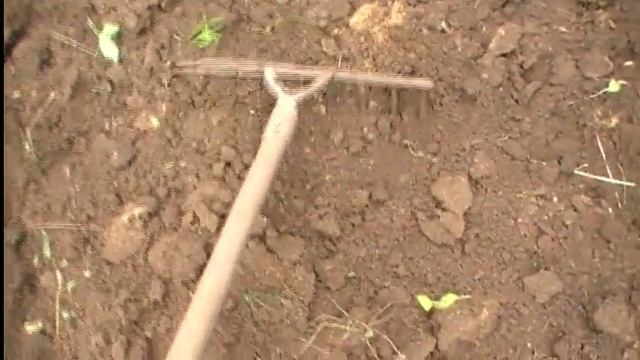 Посадка лука под зиму. Какой сорт выбрать. Какое удобрение. Сад и огород выпуск 250 смотреть онлайн