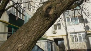 Обрезка деревьев для новичков #2 Виды обрезки Обрезка на кольцо, перевод, обрезка на сучок