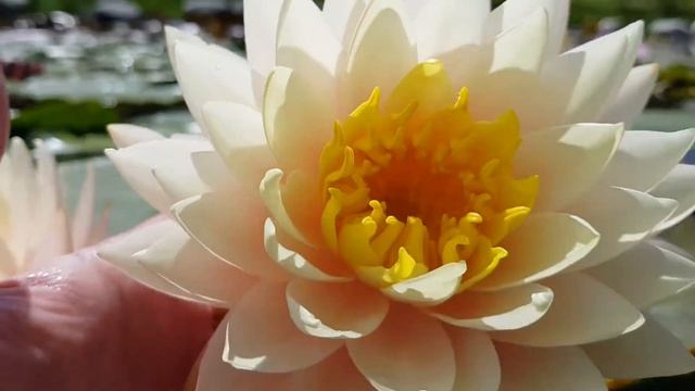 Нимфея Blushing Bride (Nymphaea Blushing Bride) смотреть онлайн