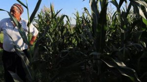 Кукуруза (Отзыв)