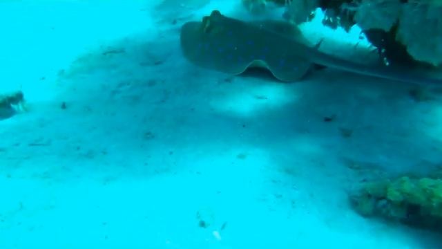 Ras Nasrani 2015 смотреть онлайн