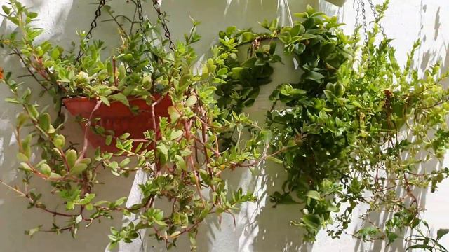 गर्मी से पहले Spring Garden Overview March 2021 Part 1 / Courtyard Garden Overview / Garden Plants смотреть онлайн