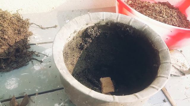 How to grow GARDENIA in potSoil mixcare