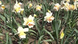 Narcissus var. Replete