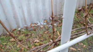 Крепление лозы винограда к шпалере. Десятки лет вяжу только так и всем советую.