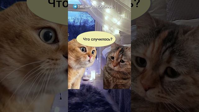 Тяжелое утро #мыкотики #вмем #разговор #анекдот #шутки #кот #юмор #смешное #прикольно #мемы #cat