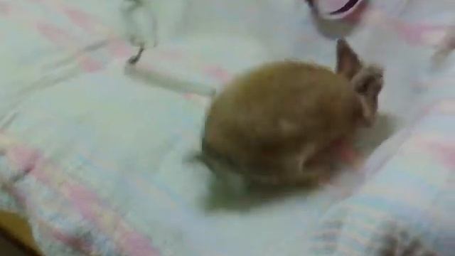 Знакомство кошки с кроликом. смотреть онлайн