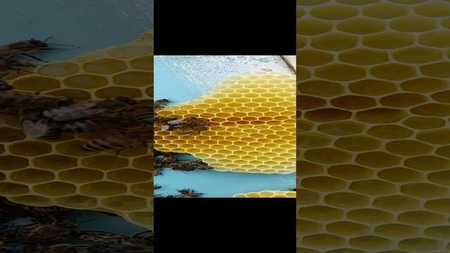 Пчёлы работяги