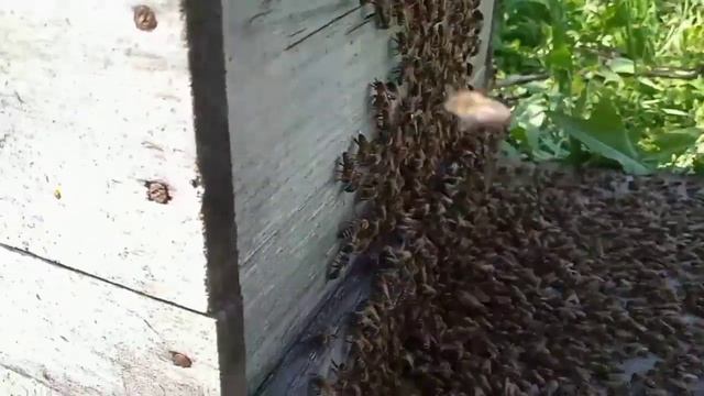 100  Роевое состояние!Рой 1!пчёлы пчеловодство пасека