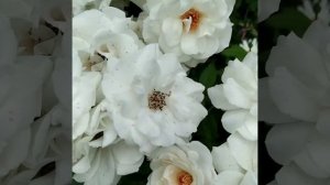 Роза Айсберг