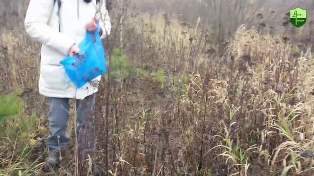 Что посеешь, то и пожнёшь: сеем травы в борщевик