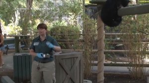 What are Binturongs?