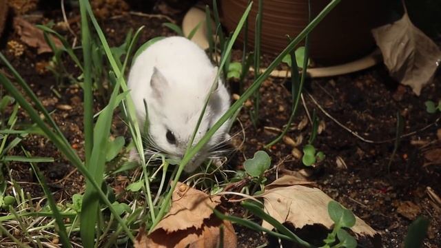 ep.3) 3rd-month update only soil naturalistic hamsters enclosure (no wood bedding) смотреть онлайн