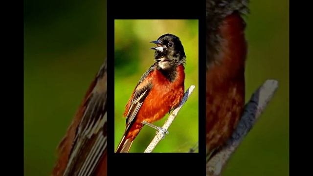 Весна. Природа. Пение птиц в саду для отдыха и сна