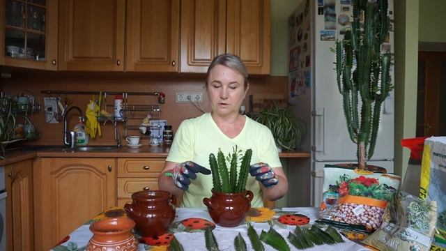 Размножение молочая трехгранного.