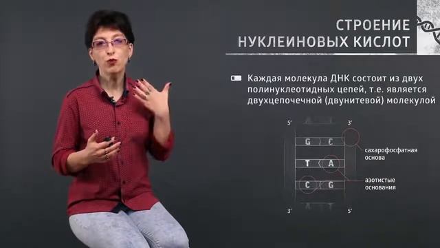 1 1  Структура ДНК