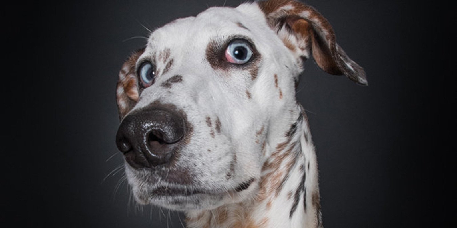 И снова собачки "рулят". смотреть онлайн