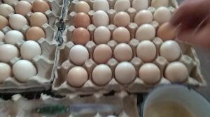 Какие яйца лучше не закладывать в инкубатор от домашних курей.