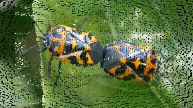 Pentatomidae (Щитники) смотреть онлайн