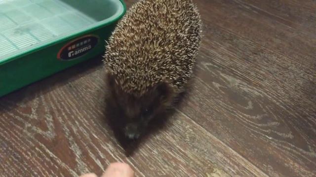 Голодный ёжик атакует) смотреть онлайн