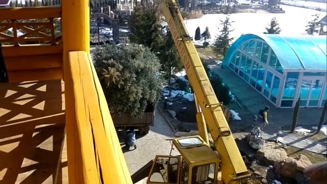 #посадкаели #посадкакрупномеров #ельголубая Посадка крупномера ель голубая 2013г. Greenpinus.