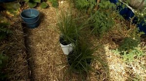 Выращивание чуфы без рассадным способом г. Тюмень