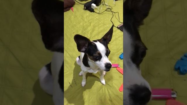 #explore #dog #humorpet #explorepage #pet #pincher #pinches #viral #foryou #exploremore смотреть онлайн