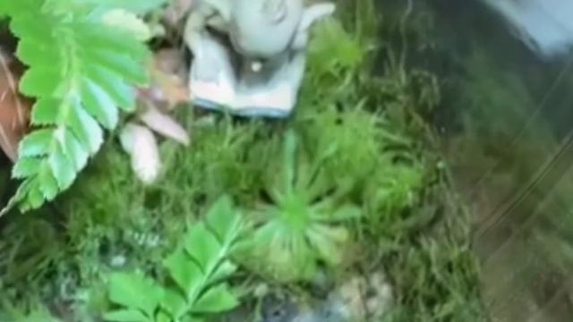 Часть 2. В гости к орхоманам штат Огайо. Выращивание орхидей в террариуме. Драгоценные орхидеи и др смотреть онлайн