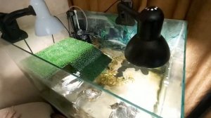 Жизнь красноухих черепах!!! Условия содержания черепашек!