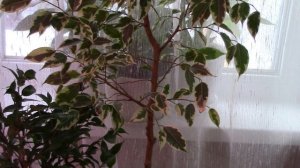 ФИКУС БЕНДЖАМИНА уход и выращивание! Мой опыт в уходе за фикусом! Неприхотливый и капризный фикус!