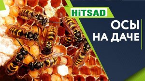 Как избавится от Ос Осы На Дачном участке Советы От Хитсад ТВ