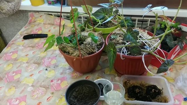 БЕГОНИИ-ампельные и вечноцветущие, из семян, клубнелуковиц и черенков