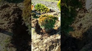 Выкопка Туя западная Столвик (Thuja occidentalis Stolwijk)