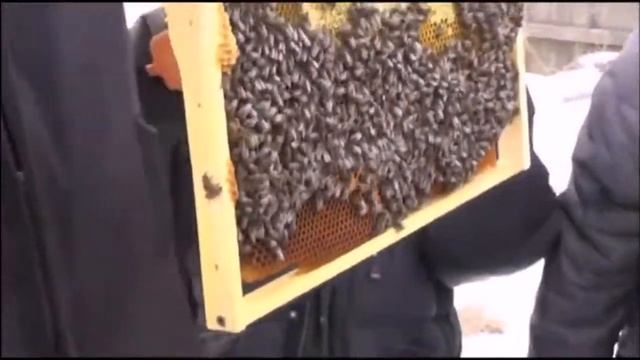 Проверка зимовки тепловизором. смотреть онлайн