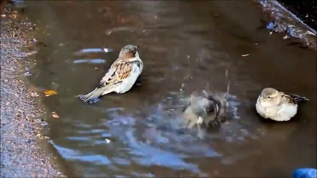 Воробьиный океан смотреть онлайн