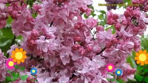 Сирень обыкновенная Олимпиада Колесникова. Краткий обзор, описание характеристик syringa vulgaris