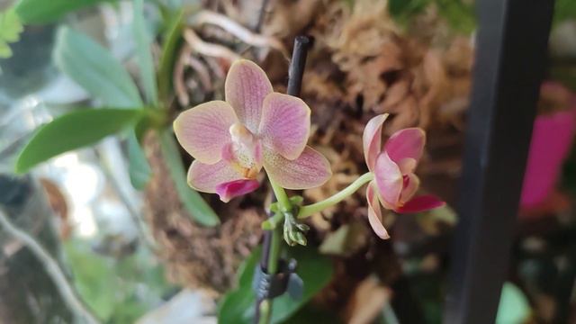 MINI ORCHIDS / МІНІ ОРХІДЕЇ у моїй колекції смотреть онлайн
