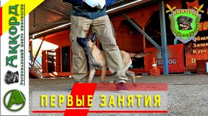 Дрессировка щенка. С чего начинать дрессировку. ПЕРВЫЕ ЗАНЯТИЯ.mp4