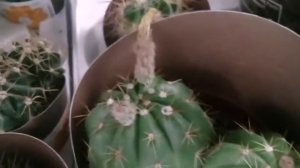 КАКТУСЫ И СУККУЛЕНТЫ В ОБИ