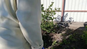 Сажаю лиану каприфоль ?или вьющуюся жимолость на своем садовом участке.