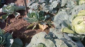 Плохой опыт тоже опыт/ Урожай капусты 2023.