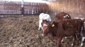 Паста для обезроживания телят