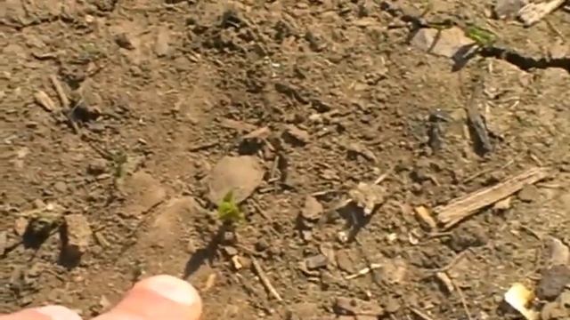 первые всходы абрикоса смотреть онлайн