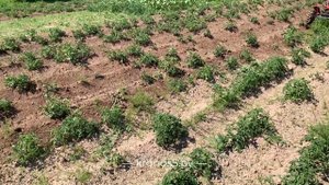 Независимый тест окучников Kerland ОК-300 на Кентавре Т-24 Pro