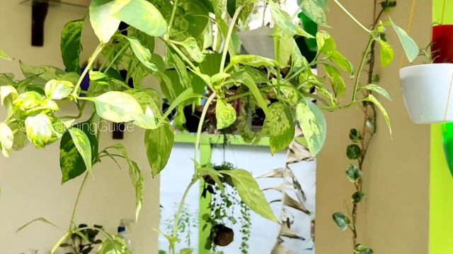 My Hanging Plant Collection I 50 verities of hanging plants